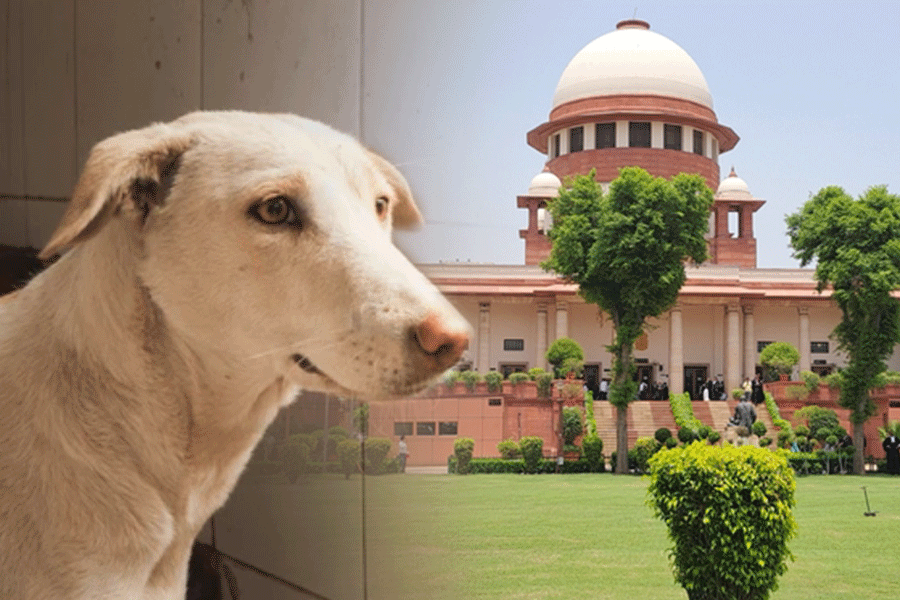 Stray dogs of Delhi-NCR: Supreme Court’s Removal Order