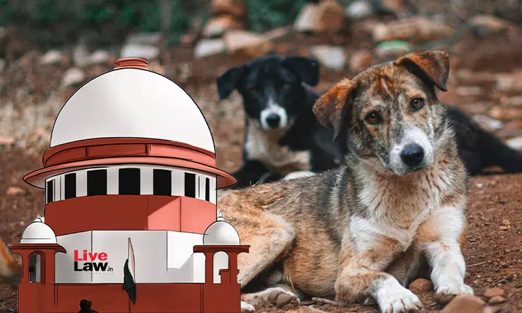 Stray Dog Policy Rewritten: Supreme Court Mandates Vaccination & Feeding Spots