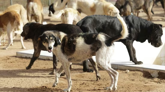 Stray dogs of Delhi-NCR: Supreme Court’s Removal Order 